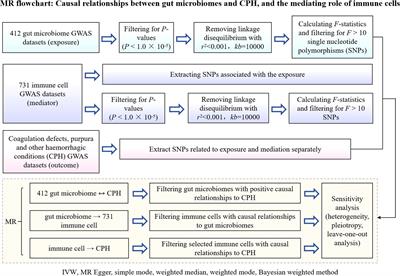 Microbe-immune interactions: new perspectives on coagulation deficiencies, purpura, and other hemorrhagic conditions under the regulation of the gut microbiota